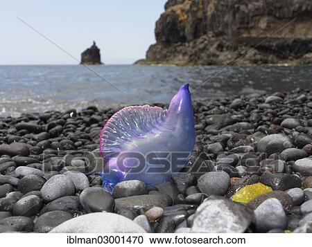 "Portuguese Man-Of-War (Physalia physalis) lying on the beach, Playa de Iguala, La Gomera, Canary Islands, Spain, Europe, La Gomera, Vallehermoso, La Gomera, Canary Islands, Spain, Europe" View Large Photo Image Stock Image - "Portuguese Man-Of-War (Physalia physalis) lying on the beach, Playa de Iguala, La Gomera, Canary Islands, Spain, Europe, La Gomera, Vallehermoso, La Gomera, Canary Islands, Spain, Europe". Fotosearch
