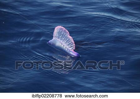 Stock Photo - "Portuguese Man of War (Physalia physalis), floating on ocean surface, Azores". Fotosearch