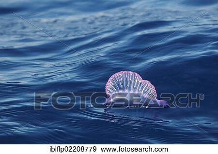 Stock Photo - "Portuguese Man of War (Physalia physalis), floating on ocean surface, Azores". Fotosearch