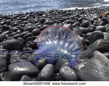 Stock Photo - "Portuguese Man-Of-War (Physalia physalis) lying on the beach, Playa de Iguala, La Gomera, Canary Islands, Spain, Europe, La Gomera, Vallehermoso, La Gomera, Canary Islands, Spain, Europe". Fotosearch
