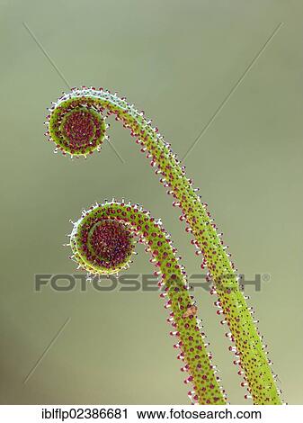 Stock Image - "Portuguese Sundew (Drosophyllum lusitanicum), close-up of new leaves, glandular hairs on leaf with sticky mucilage, Andalucia, Spain, Europe". Fotosearch
