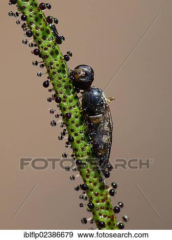 Stock Photo - "Portuguese Sundew (Drosophyllum lusitanicum), close-up of leaf with trapped insect, glandular hairs on leaf with sticky mucilage, Andalucia, Spain, Europe". Fotosearch