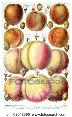 "Poster of apricots, Meyers Konversations-Lexikon encyclopedia, 1897" View Large Photo Image Stock Photography - "Poster of apricots, Meyers Konversations-Lexikon encyclopedia, 1897". Fotosearch