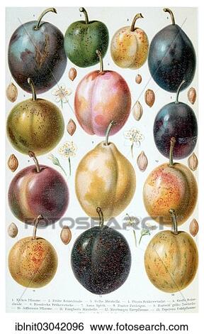 "Poster of plums, Meyers Konversations-Lexikon encyclopedia, 1897" View Large Photo Image Stock Photograph - "Poster of plums, Meyers Konversations-Lexikon encyclopedia, 1897". Fotosearch