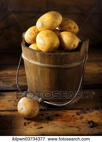 "Potatoes """"Maris Piper"""" in a wooden bucket" View Large Photo Image Stock Photo - "Potatoes """"Maris Piper"""" in a wooden bucket". Fotosearch