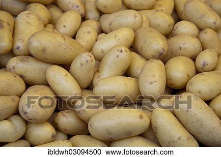 "Potatoes (Solanum tuberosum) at a market stall, Germany, Europe" View Large Photo Image Stock Image - "Potatoes (Solanum tuberosum) at a market stall, Germany, Europe". Fotosearch