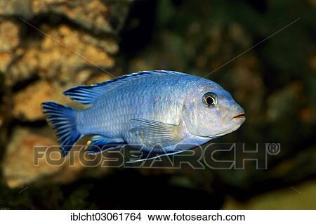 "Powder Blue Cichlid (Pseudotropheus socolofi), native to the East African Lake Malawi, captive, North Rhine-Westphalia, Germany, Europe" View Large Photo Image Picture - "Powder Blue Cichlid (Pseudotropheus socolofi), native to the East African Lake Malawi, captive, North Rhine-Westphalia, Germany, Europe". Fotosearch