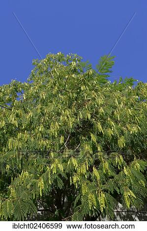 "Powder Puff tree (Calliandra sp. ), Utah, USA, North America" View Large Photo Image Stock Photo - "Powder Puff tree (Calliandra sp. ), Utah, USA, North America". Fotosearch
