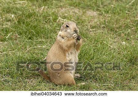 Stock Image - "Prairie Dog (Cynomys), Herberstein Zoo, Styria, Austria, Europe". Fotosearch