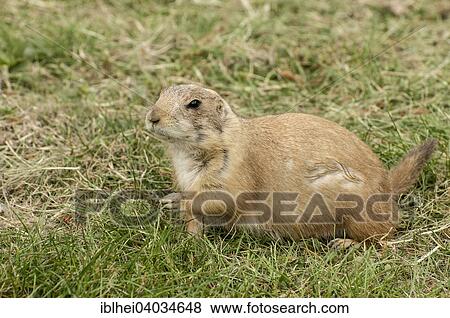 Stock Photo - "Prairie Dog (Cynomys), Herberstein Zoo, Styria, Austria, Europe". Fotosearch