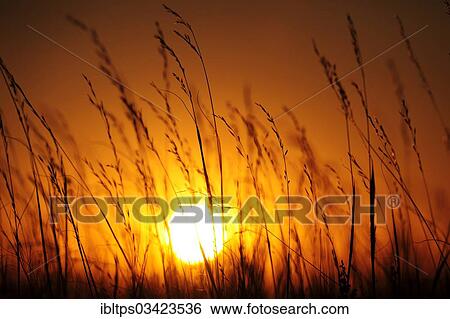 "Prairie grasses in front of the sunset, Grasslands Nationalpark, Saskatchewan Province, Canada, North America" View Large Photo Image Stock Photograph - "Prairie grasses in front of the sunset, Grasslands Nationalpark, Saskatchewan Province, Canada, North America". Fotosearch