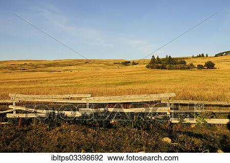 "Prairie with a fence in the evening light, Cypress Hills, Saskatchewan Province, Canada, North America" View Large Photo Image Stock Image - "Prairie with a fence in the evening light, Cypress Hills, Saskatchewan Province, Canada, North America". Fotosearch