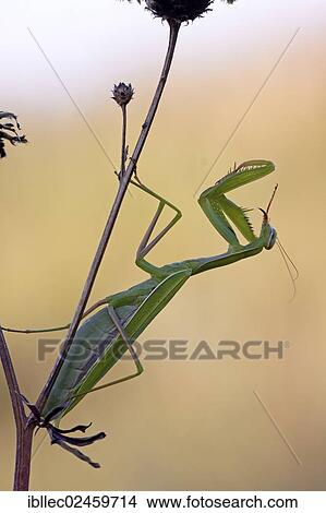 "Praying mantis (Mantis religiosa), female, Lower Austria, Austria, Europe" View Large Photo Image Picture - "Praying mantis (Mantis religiosa), female, Lower Austria, Austria, Europe". Fotosearch