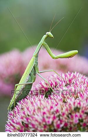 "Praying Mantis (Mantis religiosa), Burgenland, Austria, Europe" View Large Photo Image Picture - "Praying Mantis (Mantis religiosa), Burgenland, Austria, Europe". Fotosearch