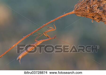 "Praying Mantis (Mantis religiosa), Burgenland, Austria, Europe" View Large Photo Image Picture - "Praying Mantis (Mantis religiosa), Burgenland, Austria, Europe". Fotosearch