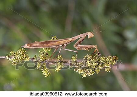 "Praying Mantis (Mantis religiosa), Burgenland, Austria, Europe" View Large Photo Image Stock Image - "Praying Mantis (Mantis religiosa), Burgenland, Austria, Europe". Fotosearch