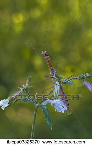 "Praying Mantis (Mantis religiosa), Friuli, Italy, Europe" View Large Photo Image Stock Image - "Praying Mantis (Mantis religiosa), Friuli, Italy, Europe". Fotosearch