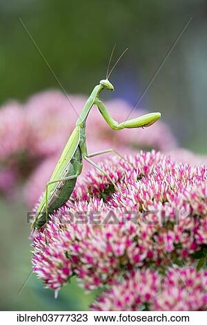 Stock Image - "Praying Mantis (Mantis religiosa), Burgenland, Austria, Europe". Fotosearch