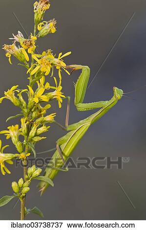 "Praying Mantis (Mantis religiosa), Sudtirol, Italy, Europe" View Large Photo Image Stock Photo - "Praying Mantis (Mantis religiosa), Sudtirol, Italy, Europe". Fotosearch