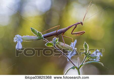 "Praying Mantis (Mantis religiosa), Friuli, Italy, Europe" View Large Photo Image Stock Photo - "Praying Mantis (Mantis religiosa), Friuli, Italy, Europe". Fotosearch