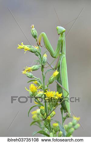 "Praying Mantis (Mantis religiosa), Sudtirol, Italy, Europe" View Large Photo Image Stock Photo - "Praying Mantis (Mantis religiosa), Sudtirol, Italy, Europe". Fotosearch