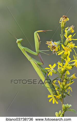 "Praying Mantis (Mantis religiosa), Sudtirol, Italy, Europe" View Large Photo Image Stock Photograph - "Praying Mantis (Mantis religiosa), Sudtirol, Italy, Europe". Fotosearch