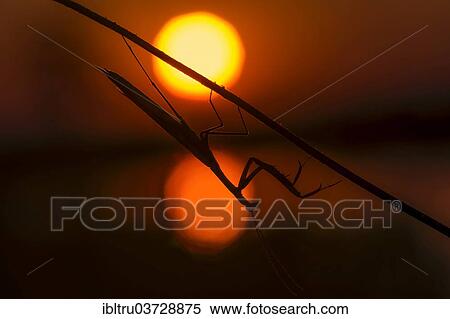 "Praying Mantis (Mantis religiosa), Burgenland, Austria, Europe" View Large Photo Image Stock Photography - "Praying Mantis (Mantis religiosa), Burgenland, Austria, Europe". Fotosearch
