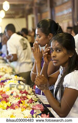 "Praying young women sitting in front of flowers, Buddhist shrine, Sri Dalada Maligawa, Temple of the Tooth in Kandy, Kandy, Sri Lanka, Asia" View Large Photo Image Stock Image - "Praying young women sitting in front of flowers, Buddhist shrine, Sri Dalada Maligawa, Temple of the Tooth in Kandy, Kandy, Sri Lanka, Asia". Fotosearch