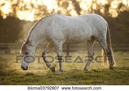 "PRE, dapple gray, gelding on meadow in morning light" View Large Photo Image Stock Photo - "PRE, dapple gray, gelding on meadow in morning light". Fotosearch