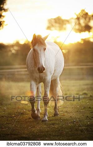 "PRE, dapple gray, gelding on meadow in morning light" View Large Photo Image Stock Photo - "PRE, dapple gray, gelding on meadow in morning light". Fotosearch