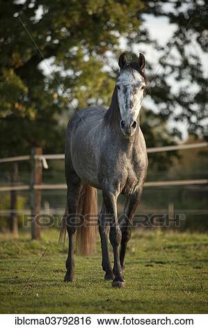 "PRE, gelding, dapple gray, developing white horse" View Large Photo Image Stock Photograph - "PRE, gelding, dapple gray, developing white horse". Fotosearch