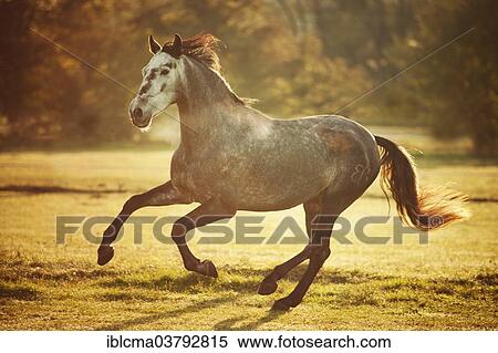 "PRE, gelding, dapple gray, developing white horse, in autumnal morning light, galloping on meadow" View Large Photo Image Stock Photography - "PRE, gelding, dapple gray, developing white horse, in autumnal morning light, galloping on meadow". Fotosearch