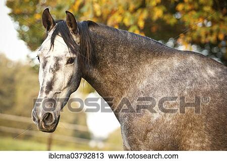 "PRE gelding, dapple-grey, portrait in autumn" View Large Photo Image Stock Image - "PRE gelding, dapple-grey, portrait in autumn". Fotosearch