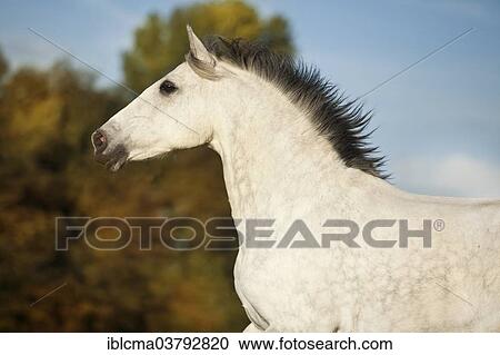 "PRE gelding, dapple-grey, portrait" View Large Photo Image Stock Image - "PRE gelding, dapple-grey, portrait". Fotosearch