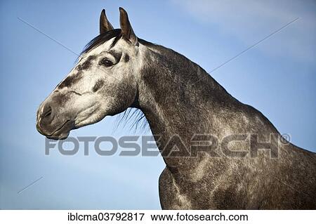 "PRE gelding, dapple-grey, portrait" View Large Photo Image Stock Photo - "PRE gelding, dapple-grey, portrait". Fotosearch