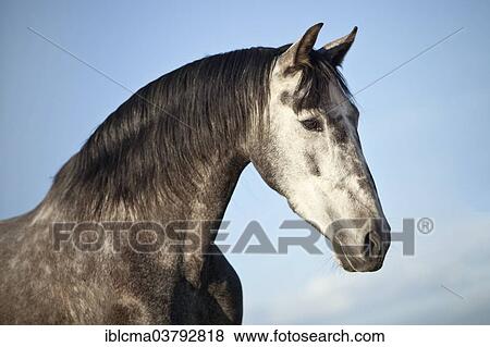 "PRE gelding, dapple-grey, portrait" View Large Photo Image Stock Photo - "PRE gelding, dapple-grey, portrait". Fotosearch