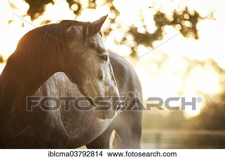 "PRE gelding, dapple-grey, standing in morning fog with backlighting" View Large Photo Image Picture - "PRE gelding, dapple-grey, standing in morning fog with backlighting". Fotosearch