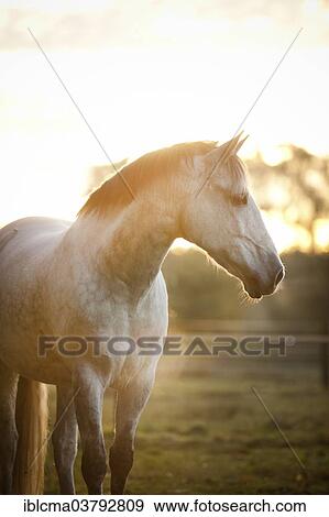 "PRE gelding, dapple-grey, standing in a meadow at dawn with light fog" View Large Photo Image Stock Photo - "PRE gelding, dapple-grey, standing in a meadow at dawn with light fog". Fotosearch