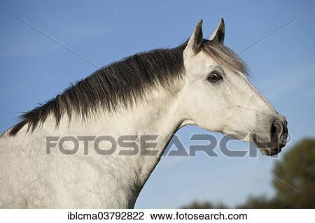 "PRE gelding, grey, portrait" View Large Photo Image Stock Image - "PRE gelding, grey, portrait". Fotosearch