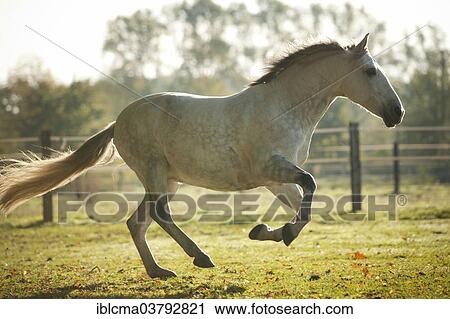 "PRE, gelding, white horse, galloping on meadow" View Large Photo Image Stock Image - "PRE, gelding, white horse, galloping on meadow". Fotosearch