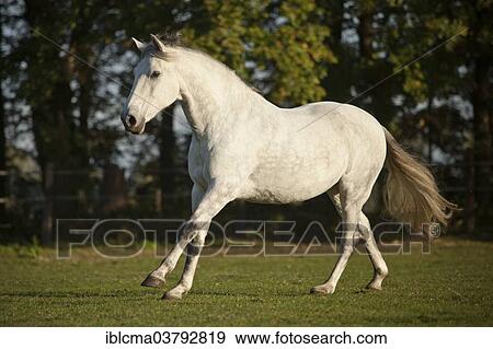 "PRE, gelding, white horse, running in the meadow" View Large Photo Image Stock Photo - "PRE, gelding, white horse, running in the meadow". Fotosearch