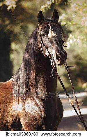 "PRE or Pura Raza Espanola, black stallion, portrait, with Spanish bridle, Llucmajor, Majorca, Balearic Islands, Spain, Europe" View Large Photo Image Stock Image - "PRE or Pura Raza Espanola, black stallion, portrait, with Spanish bridle, Llucmajor, Majorca, Balearic Islands, Spain, Europe". Fotosearch