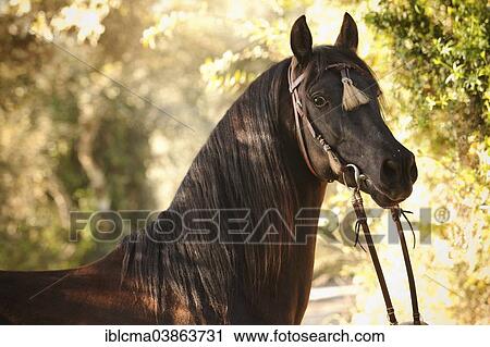 "PRE or Pura Raza Espanola, black stallion, portrait, with Spanish bridle, Llucmajor, Majorca, Balearic Islands, Spain, Europe" View Large Photo Image Stock Image - "PRE or Pura Raza Espanola, black stallion, portrait, with Spanish bridle, Llucmajor, Majorca, Balearic Islands, Spain, Europe". Fotosearch
