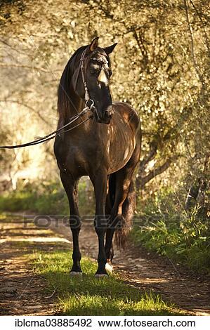 "PRE or Pura Raza Espanola, black stallion, with Spanish bridle, standing on dirt road, Llucmajor, Majorca, Balearic Islands, Spain, Europe" View Large Photo Image Stock Image - "PRE or Pura Raza Espanola, black stallion, with Spanish bridle, standing on dirt road, Llucmajor, Majorca, Balearic Islands, Spain, Europe". Fotosearch