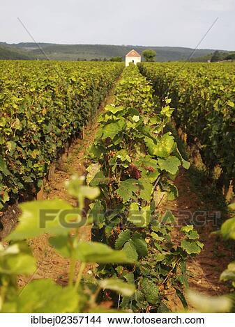 "Premier cru vineyard between Pernand Vergelesses and Savigny les Beaune, Burgundy, France, Europe" View Large Photo Image Picture - "Premier cru vineyard between Pernand Vergelesses and Savigny les Beaune, Burgundy, France, Europe". Fotosearch