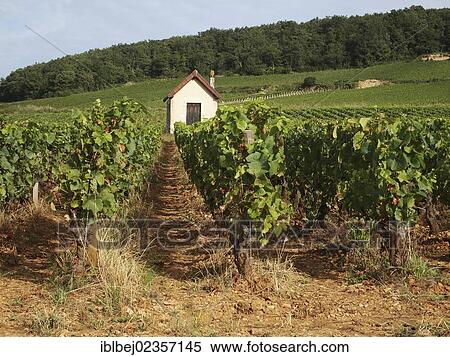 Stock Photography - "Premier cru vineyard between Pernand Vergelesses and Savigny les Beaune, Burgundy, France, Europe". Fotosearch