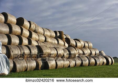 Pressed and stacked straw bales, Othenstorf, Mecklenburg-Western Pomerania, Germany, Europe View Large Photo Image Stock Photograph - Pressed and stacked straw bales, Othenstorf, Mecklenburg-Western Pomerania, Germany, Europe. Fotosearch