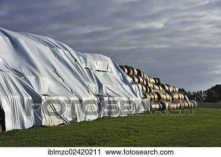 Pressed straw bales, partially covered with foil, Othenstorf, Mecklenburg-Western Pomerania, Germany, Europe View Large Photo Image Stock Image - Pressed straw bales, partially covered with foil, Othenstorf, Mecklenburg-Western Pomerania, Germany, Europe. Fotosearch