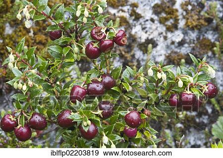 "Prickly Heath (Gaultheria mucronata), close-up of berries, wet from rainfall, Cordillera Darwin, Isla Grande de Tierra del Fuego, Southern Patagonia, Tierra del Fuego, Chile, South America" View Large Photo Image Stock Photo - "Prickly Heath (Gaultheria mucronata), close-up of berries, wet from rainfall, Cordillera Darwin, Isla Grande de Tierra del Fuego, Southern Patagonia, Tierra del Fuego, Chile, South America". Fotosearch