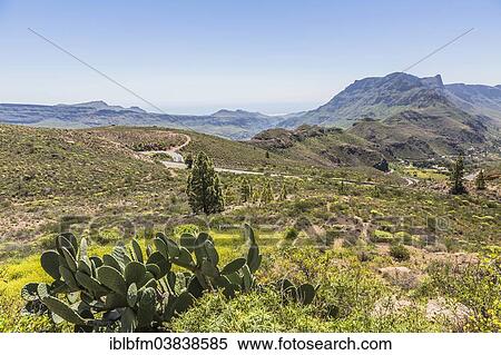 Stock Photography - "Prickly-pear Cactus (Opuntia ficus-indica), serpentine road, in front of Morro de las Vacas Mountain, 1433 m, Gran Canaria, Canary Islands, Spain, Europe". Fotosearch